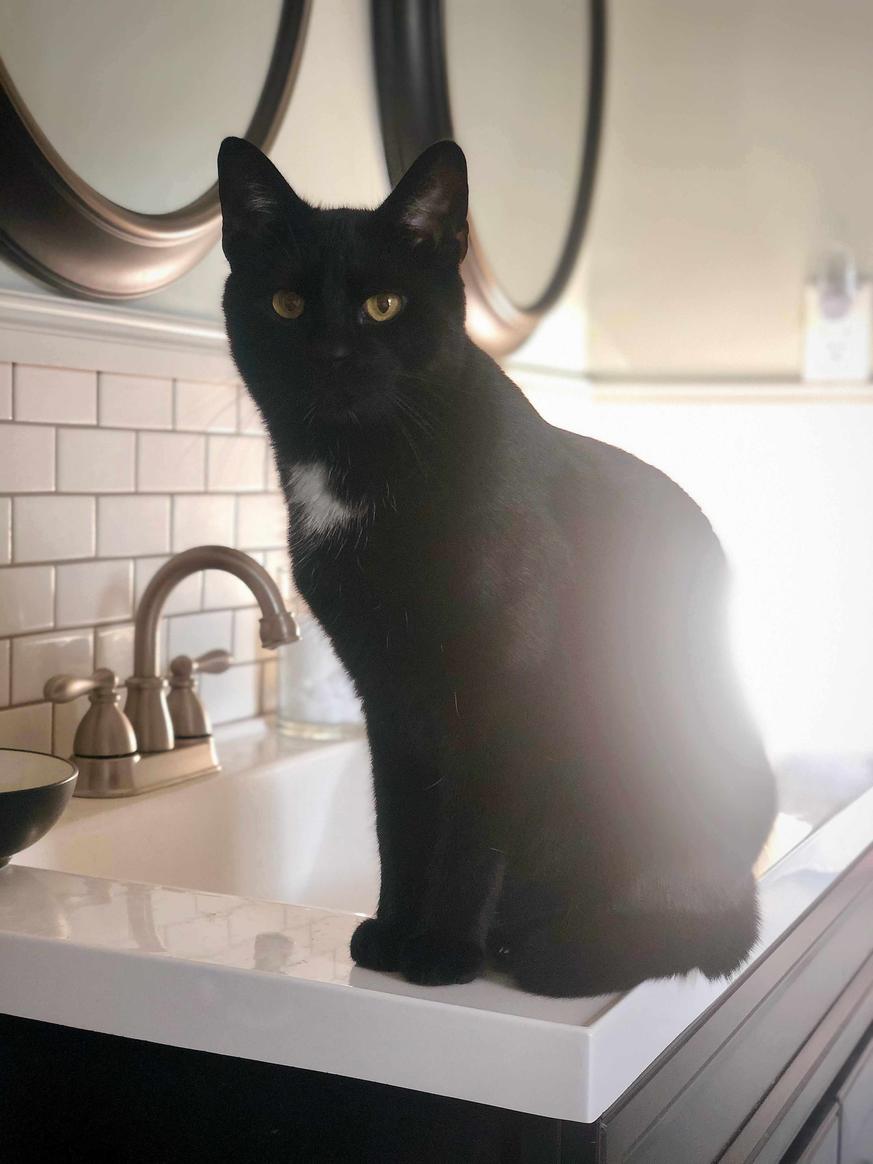 Our cat, Bast, sitting on a sink