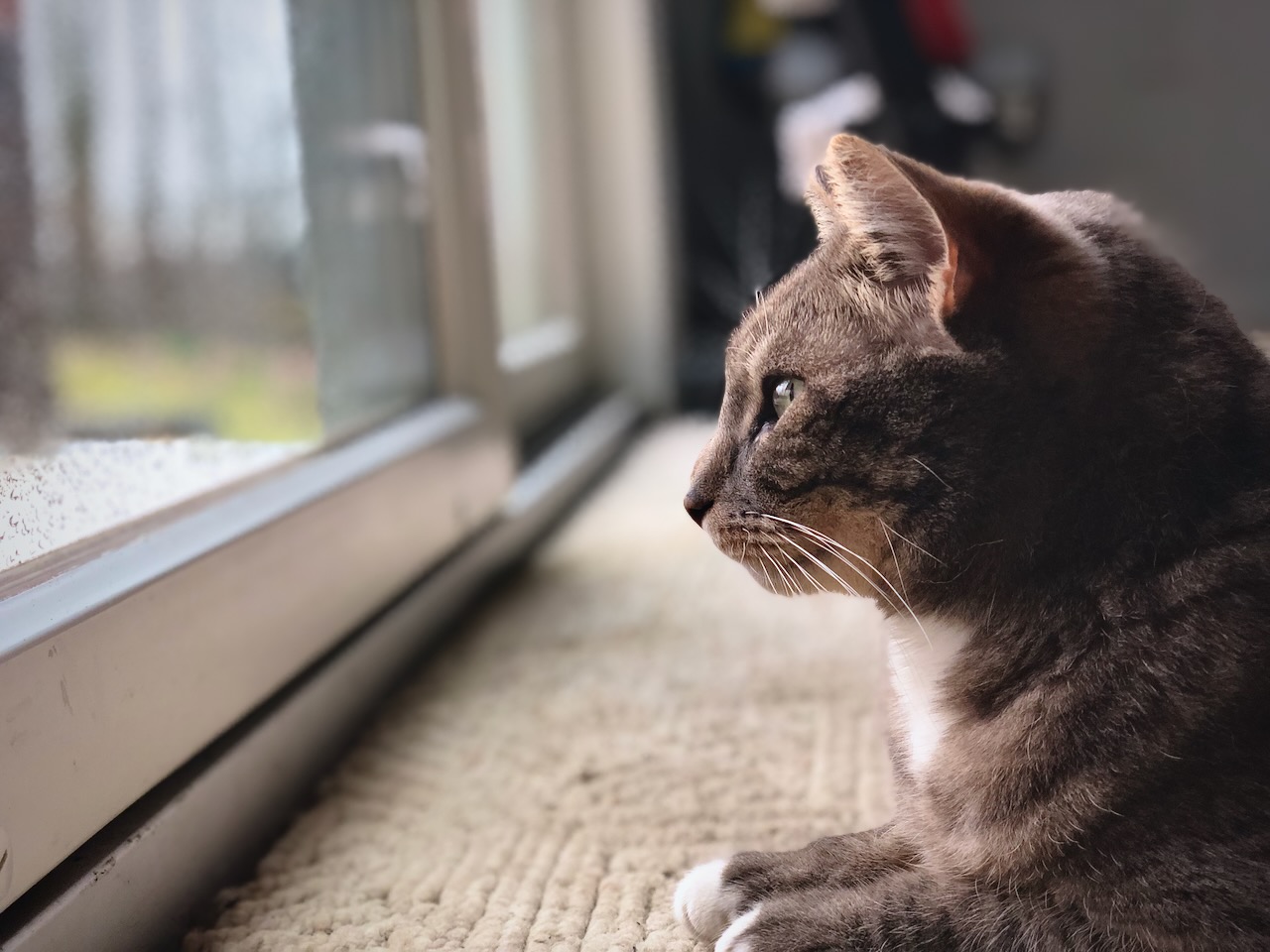 Our cat, Dorian, bird-watching at the window