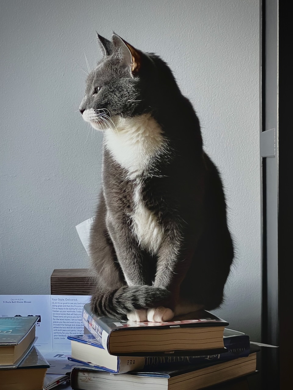 Our cat, Sanya, sitting on a stack of books